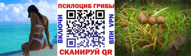 Галлюциногенные грибы Psilocybe  Купить  Кирово-Чепецк 